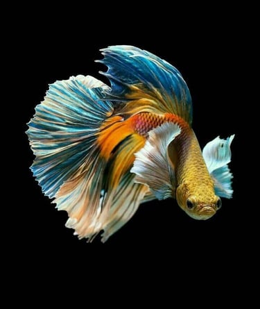 fish-1