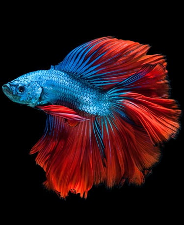 fish-2